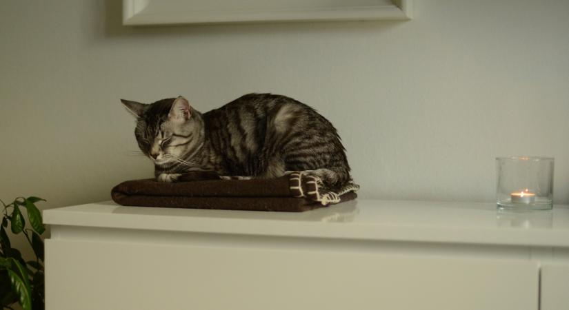 Ilyen gyertyát ne égess a macska közelében, mert mérgező