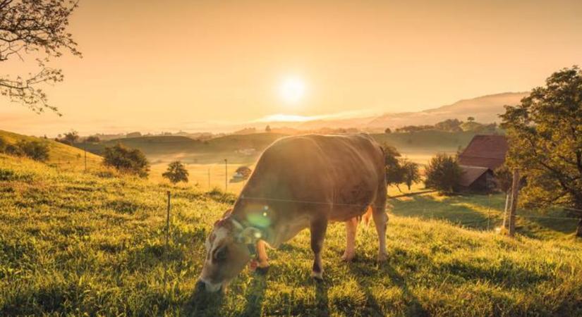 Kevesebb állat a legelőkön: csendes fordulat zajlik a világban