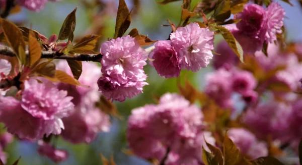 Hanami, gyönyörködés a cseresznyevirágzásban
