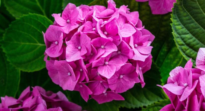Hortenzia téli védelme – melyik fajtát kell takarni januárban is?