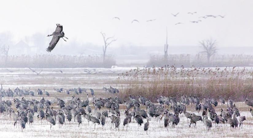 Hóval és faggyal dacolva is kitartottak a darvak Kardoskúton