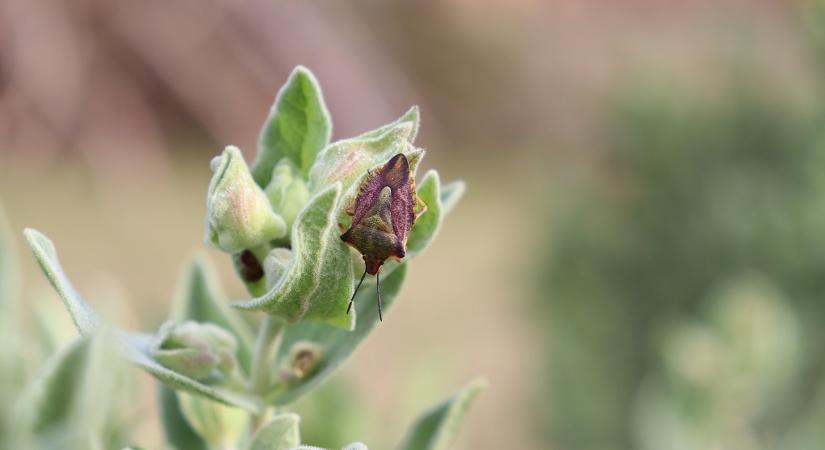 Elég volt a fagy? Így hatott a tél a kerti kártevőkre
