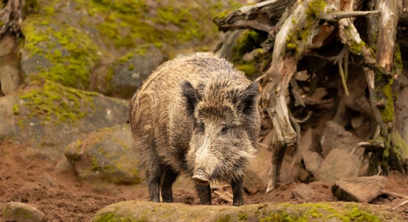 Tombol a pestis Baranya vármegyében