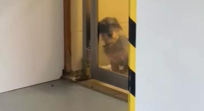 Kutyát keres Emi a menhelyen: amit hirtelen meglát, nem csak az ő szívét olvasztja meg