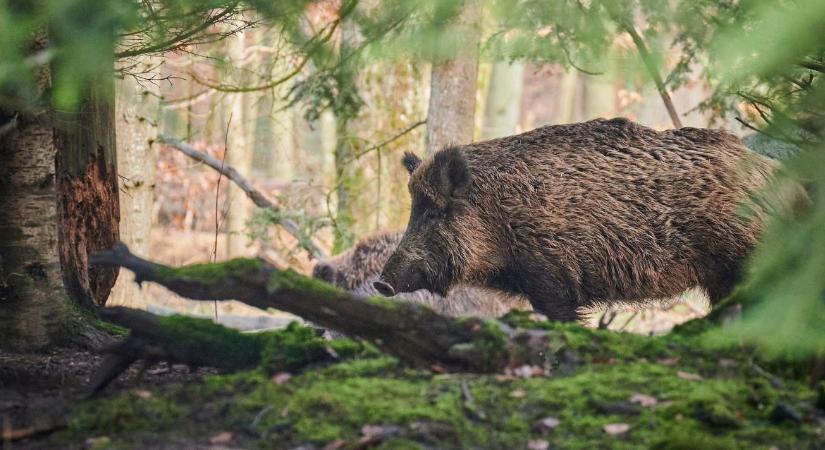 ASP elleni védekezés: új, országos vaddisznókezelési tervet fogadtak el
