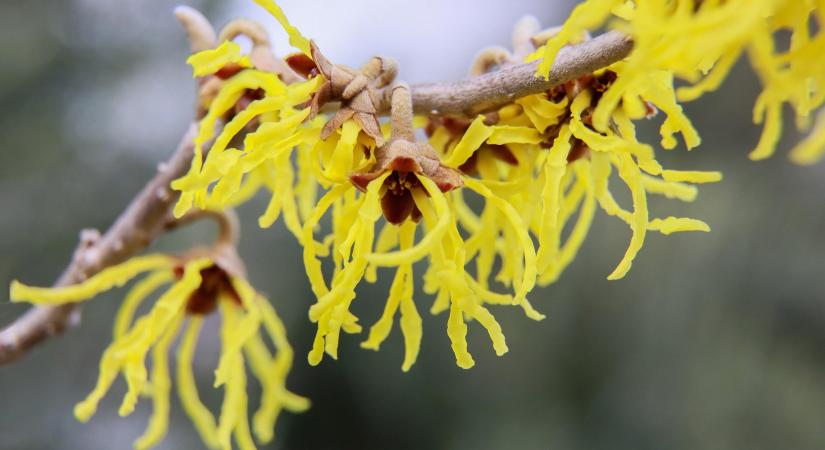 Virágzó kert télen? Igen, ezek a növények dacolnak a faggyal