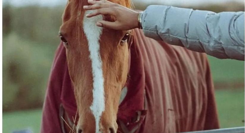 A lovak olyan dolgot is képesek megérezni az ember közelében, amit más nem