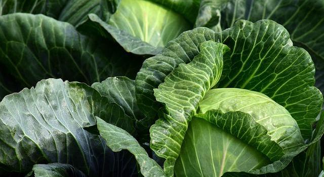 Káposztapiaci sokk Nyugat-Ukrajnában: egyes termelők már ingyen adják a termést