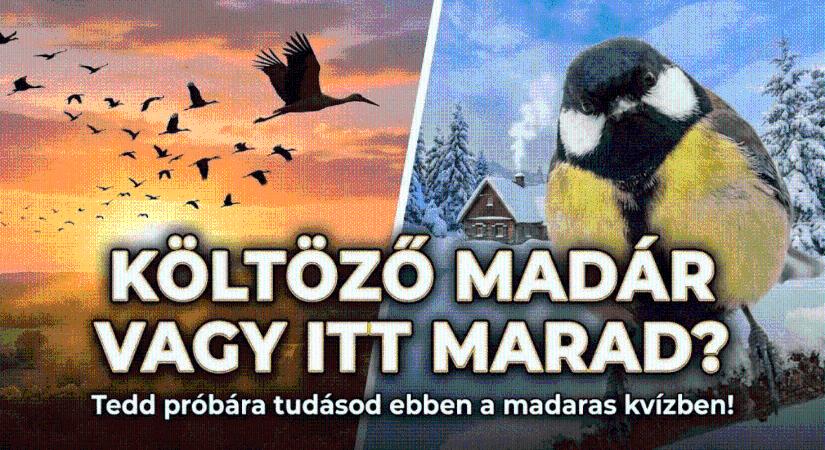 Ismeretterjesztő kvíz: Itt telel vagy elrepült? Teszteld tudásod szárnyas barátainkról!