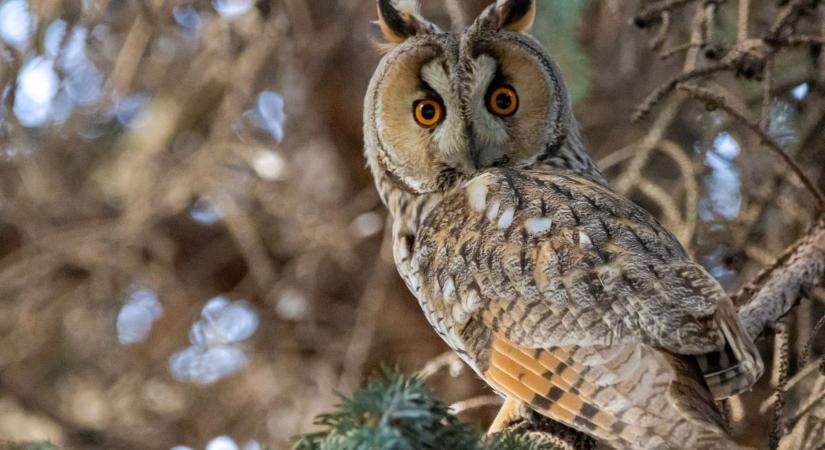 Önkénteseket várnak a bagolyszámlálásra, felmérik az állományt