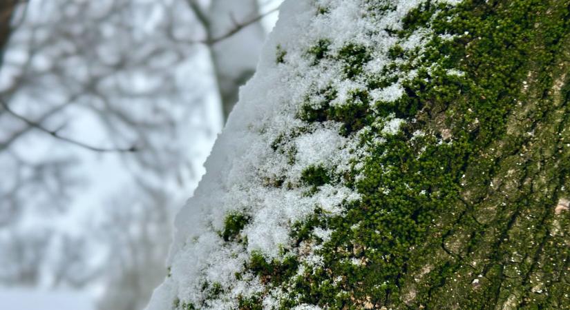 Holnapi szegedi időjárás: hideg, köd és párásság