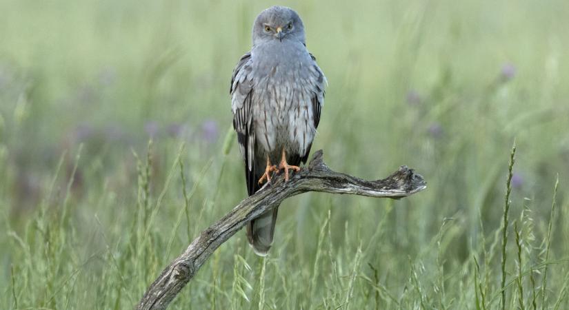 Épp most számolják a sasokat a fákon