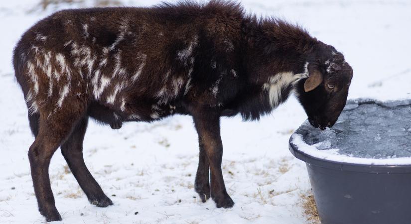 Januári állatitatók: miért nem a fagy a fő gond, hanem a higiénia?