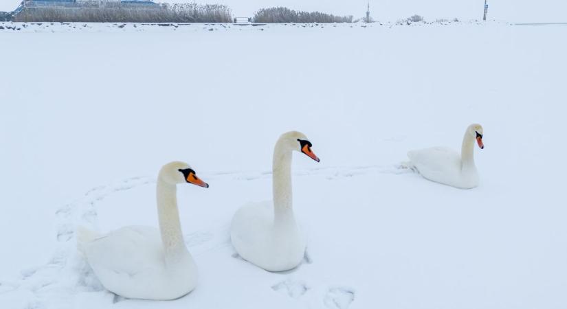 Ilyet is rég láttunk: így repedt ketté a Balaton jege