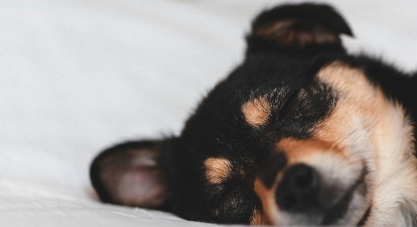 Most kiderült: nem a kutya az ember egyetlen legjobb barátja