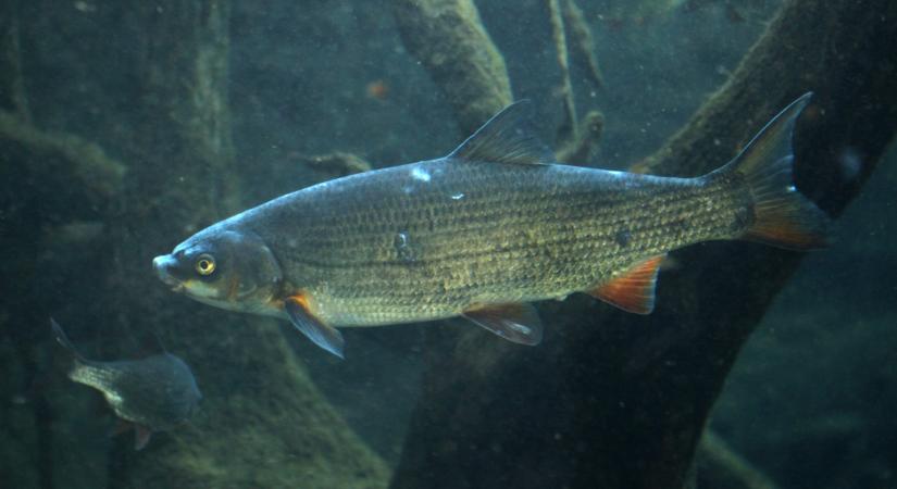 Ez elképesztő: nem is gondolnád, milyen halat találtak a Tisza-tóban