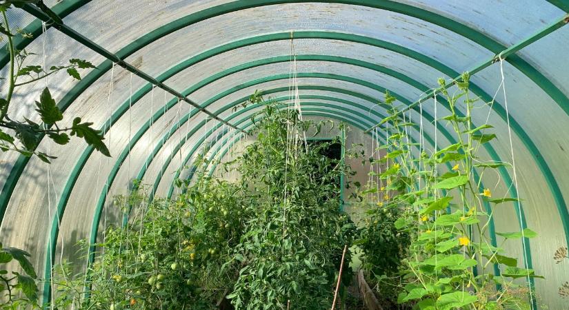 Fóliasátor fűtése télen – komposztfűtés, elektromos, vagy semmi?