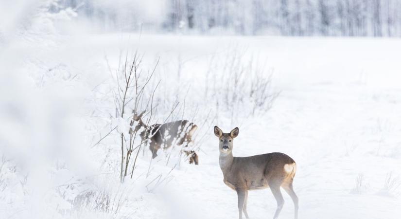 Kaparják a havat a földeken – nehéz napokat élnek a vadak