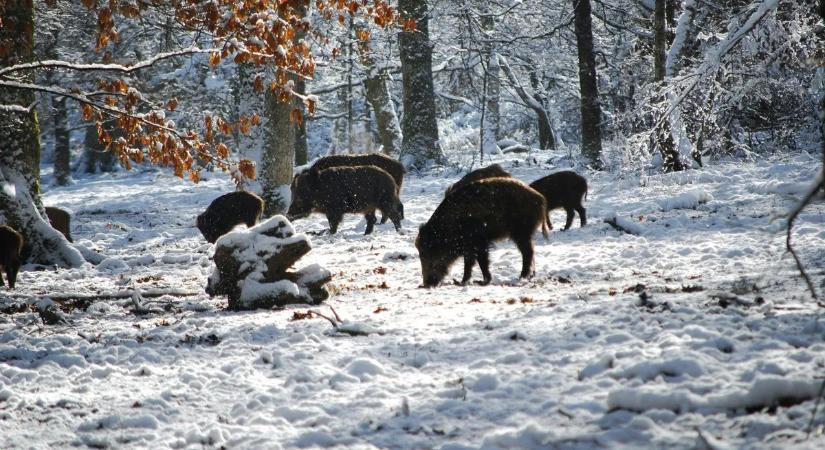 Vaddisznó a kertben? Új szabályok jöttek, ezt nem árt tudni