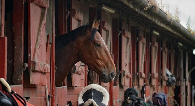 Lóistálló szellőzés télen – ammónia és pára: a rejtett rizikók