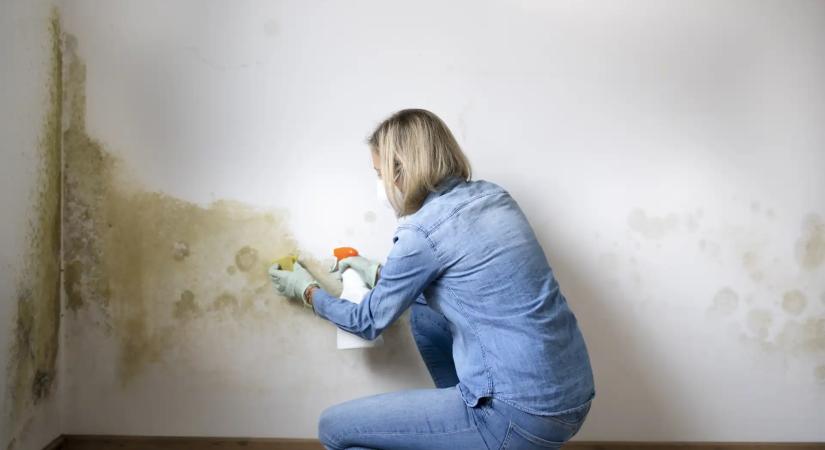 Penész a falon? Ezzel az 5 perces trükkel megelőzheted a bajt