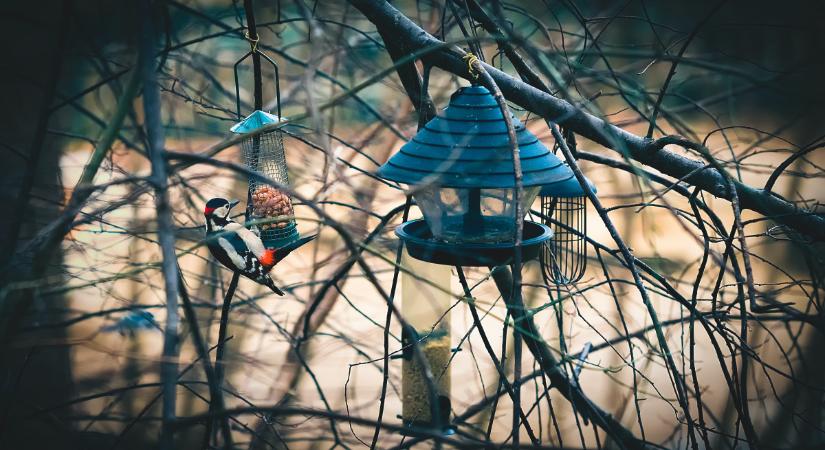 „Ne aggódjuk túl” – fontos tanácsokat ad a szakértő a kerti madáretetésről