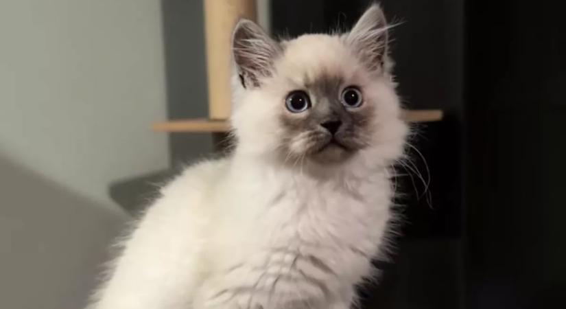 Örül a nő ennek az aranyos kiscicának: néhány hónappal később nemcsak ő döbben meg