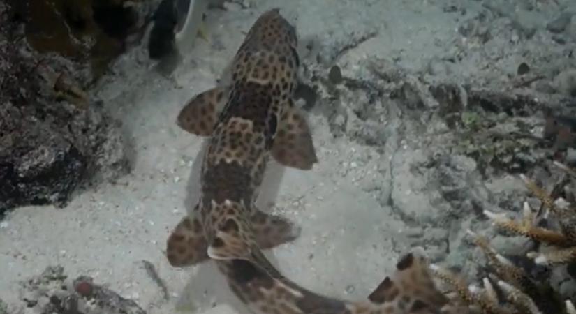 A sétáló cápa az evolúció legkínosabb kérdése