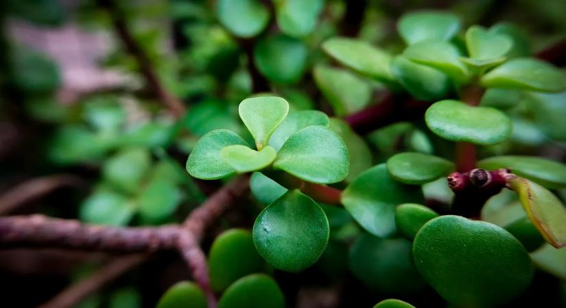 Ez a titkos növény bőséget hoz az otthonába