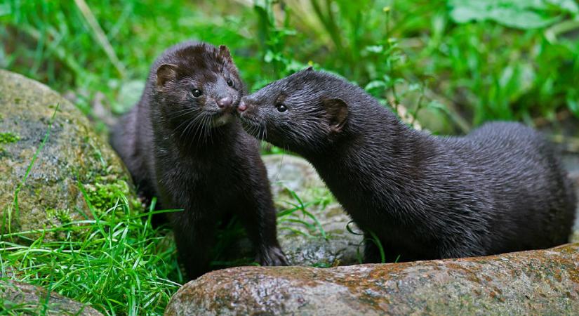 Újabb invazív faj egyedszáma gyarapodik Magyarországon