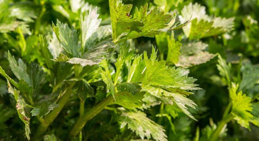 Hogyan kell a zeller palántáit felnevelni?