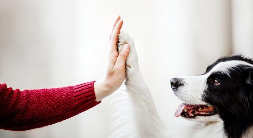 A kutatás kimondta – a háziállat halála ugyanolyan gyászt okozhat, mint egy ember elvesztése