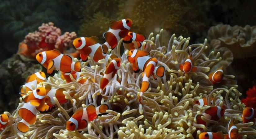 Így élné túl Nemo a tengeri hőhullámokat