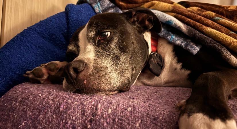 Elveszett egy család kutyája, négy évvel később telefongörgetés közben leesett az álluk