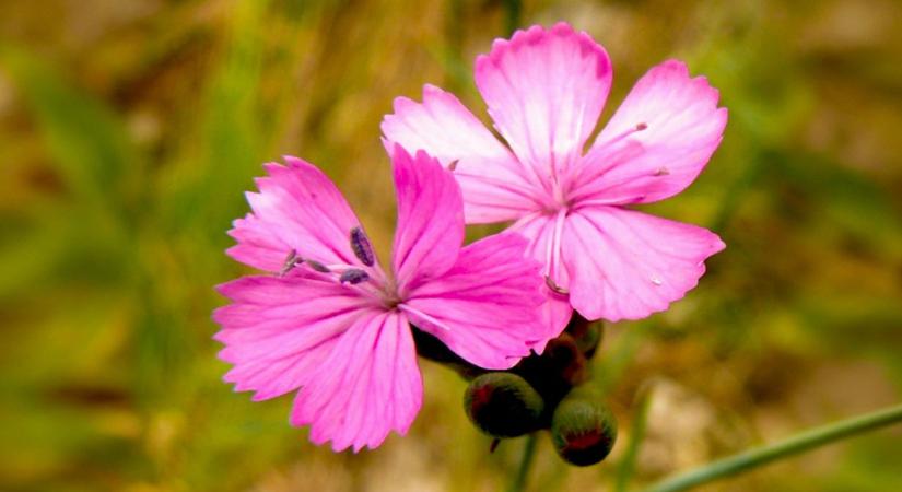 Védett növények: a tartós szegfű