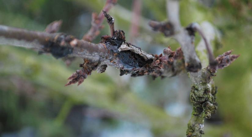 TOP 10 téli teendő a kertben