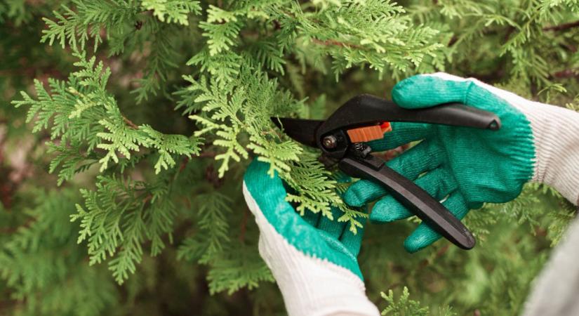 Metszőolló élezése és fertőtlenítése – a tiszta vágás receptje