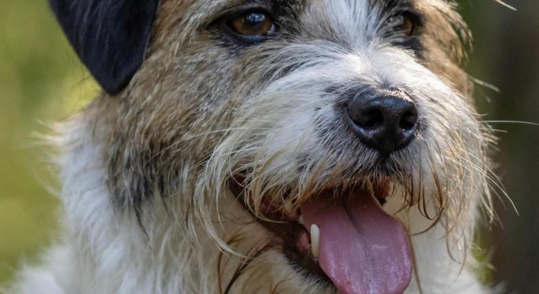 Miért folyik a kutya nyála? Gyomorprobléma, stressz és mérgezés is okozhatja