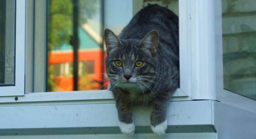 Videókon a világ legokosabb szabadulóművészei