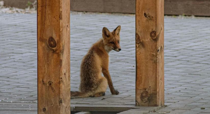 Fotókon, ahogy Karak, Vuk és Csele terepszemlét tartott Várpalota belvárosában ( galéria)