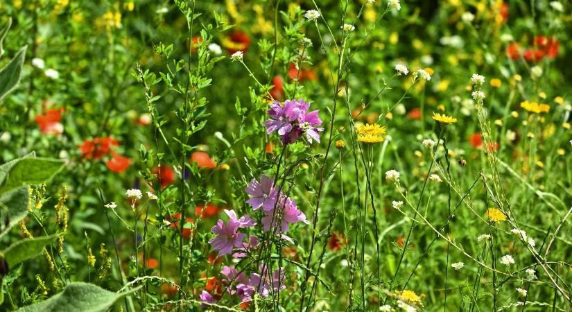 Gondolkodnak a növények? A tudomány válaszol