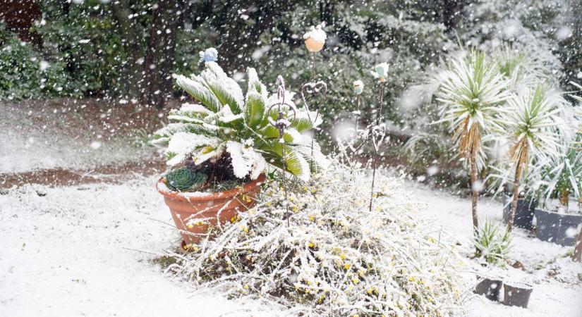 Fagyos valóság a mediterrán álmok mögött – mit tehetünk a dísznövények megmentéséért?