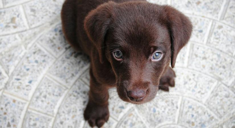A kutyád is megszenvedi, ha vitatkoztok – egy friss kutatás megdöbbentő dolgot mutatott ki