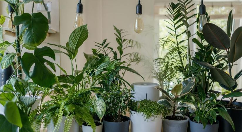 Ezért haldokolnak a szobanövényeid januárban, és a trükk, amivel megmentheted őket