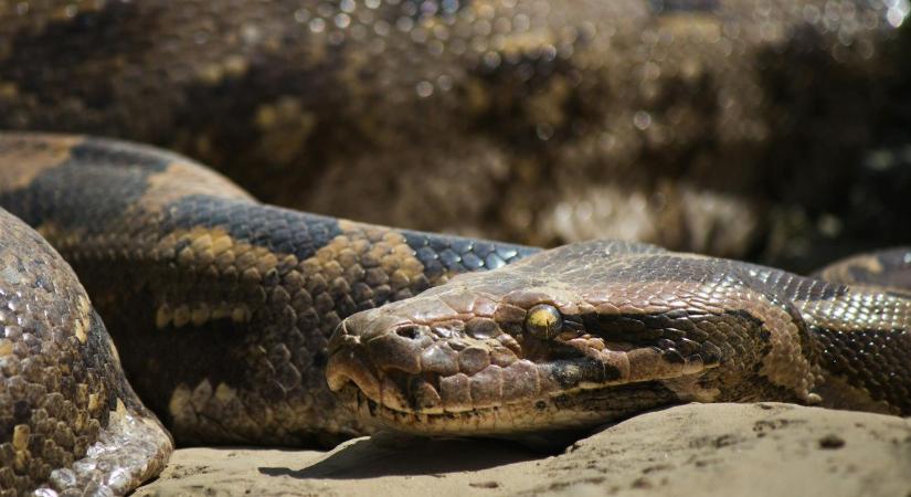 Súlyos terhet érzett a mellkasán az alvó nő, kiderült, hogy egy óriáskígyó az