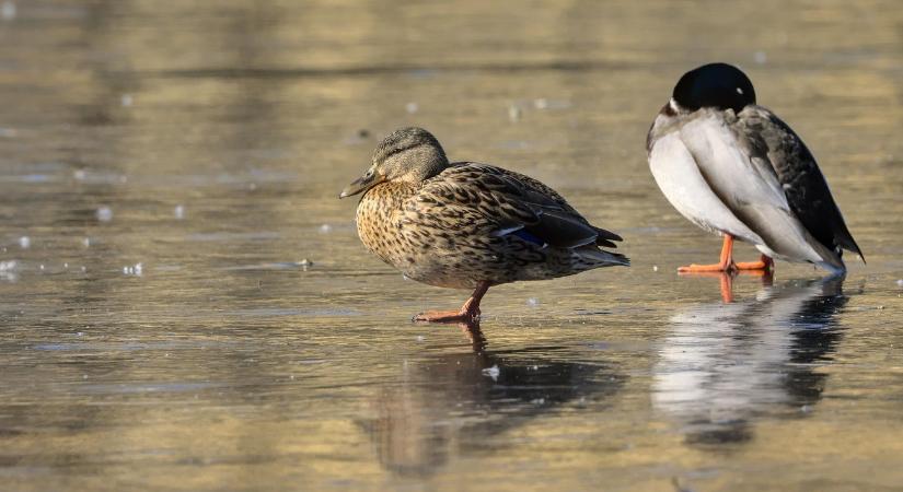 Orbán Zoltán a madarak „öngyilkos viselkedéséről”: az állatok között is vannak ostobák