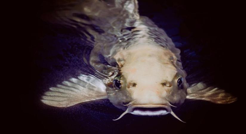 Egy fogás, amire élete végéig emlékezni fog: egy albínó harcsát húzott ki a Dráva folyóból