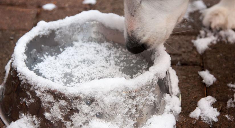 Egy apró trükk, ami megakadályozza, hogy befagyjon a kutya itatója