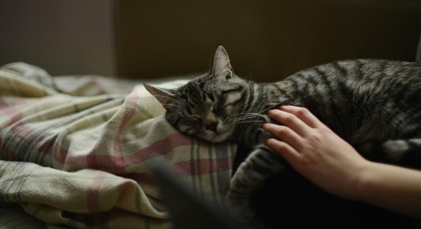 Nem véletlen, ha rajtad alszik a macskád – nem csak a melegség az ok, üzenni próbál vele