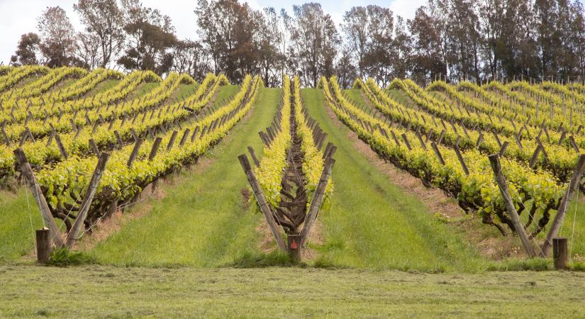 Túl sok bor, túl kevés vevő: globális válságban a borpiac